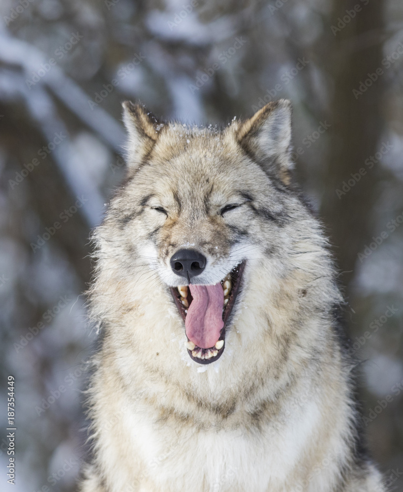 Timber wolf in winter Timber wolf in winter