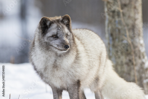 Hunting silver arctic fox 