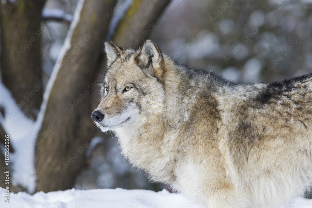 Timber wolf in winter 