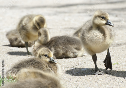 Fluffy baby goslings  © Snapvision