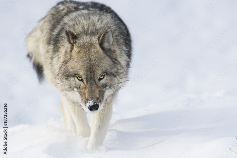 Fototapeta premium Timber wolf in winter 