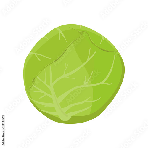 cabbage isolated on white background