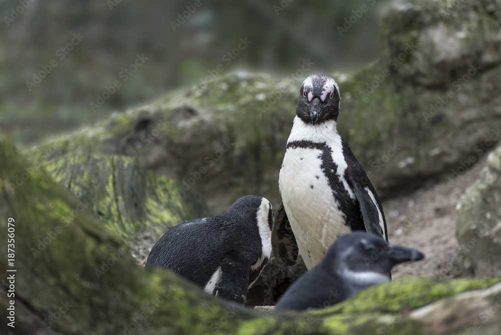 Obraz premium photos of a penguin