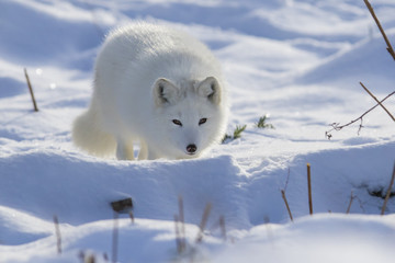 Wandcirkels Vos Poolvos in besneeuwd winterlandschap  © Mircea Costina