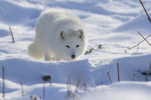 arctic fox in winter