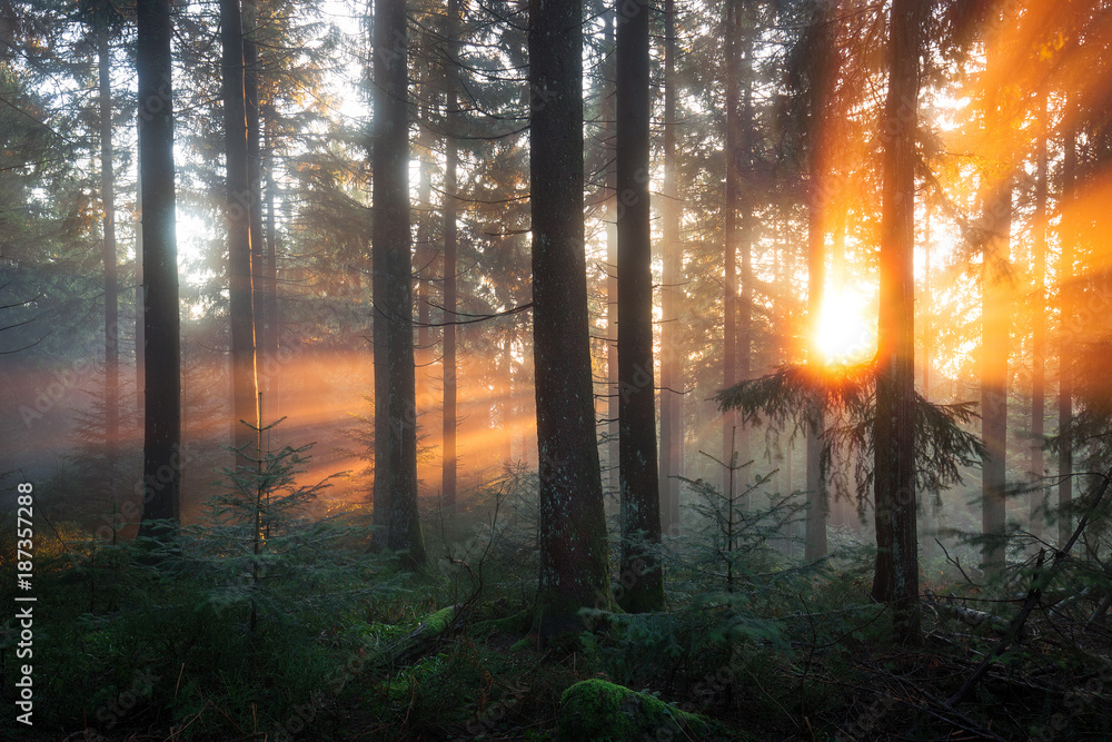 mystische Lichtstimmung im Schwarzwald mystische Lichtstimmung im Schwarzwald