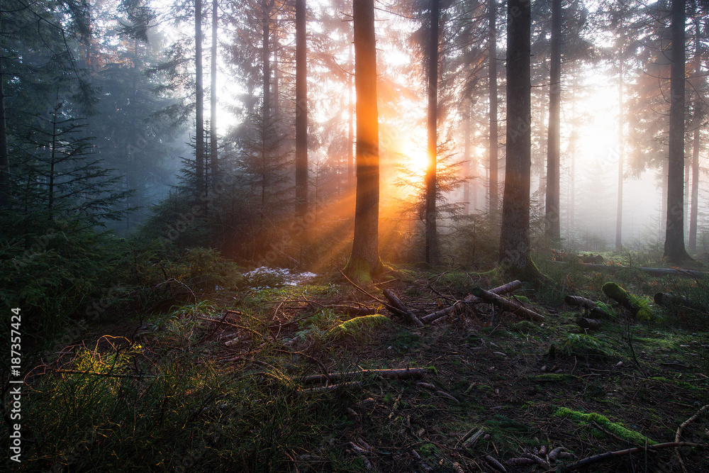 mystische Lichtstimmung im Schwarzwald mystische Lichtstimmung im Schwarzwald