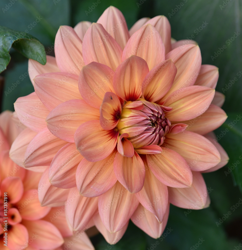 Dahlia rose au jardin en été Dahlia rose au jardin en été