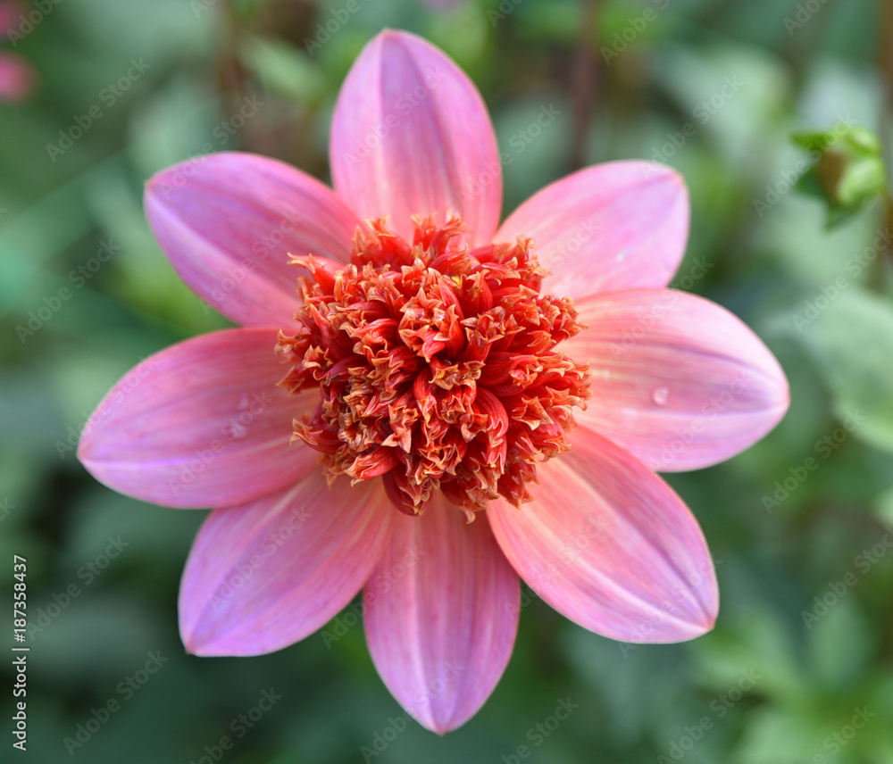 Fototapeta premium Dahlia rose à fleur simple