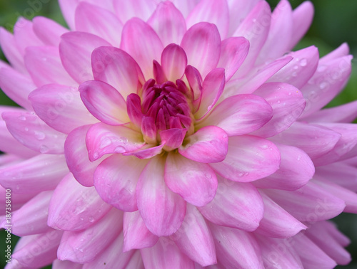 Dahlia rose perlé de rosée en été