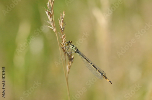 braune Libelle auf Sommerwiese