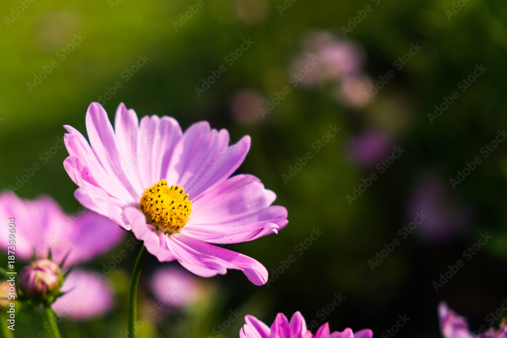 Beautiful Pink Mexican Aster in the morning garden