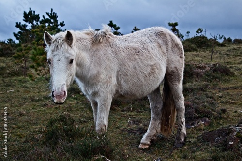 Caballo salvaje, wild horse © Jose