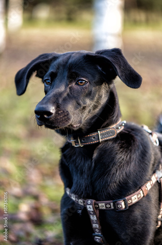 Black dog in collar in park
