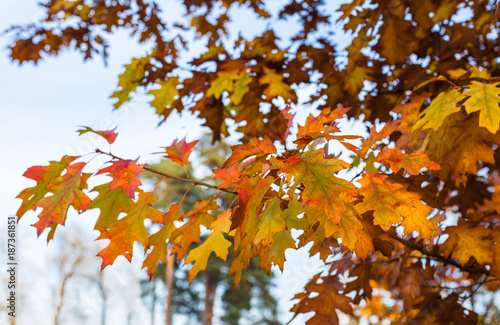 Autumn leaves and trees in Versailles park