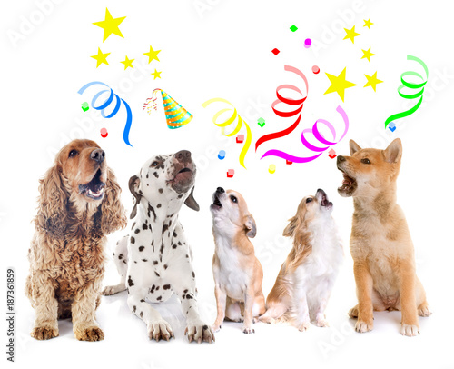Photography dogs howling for birthday