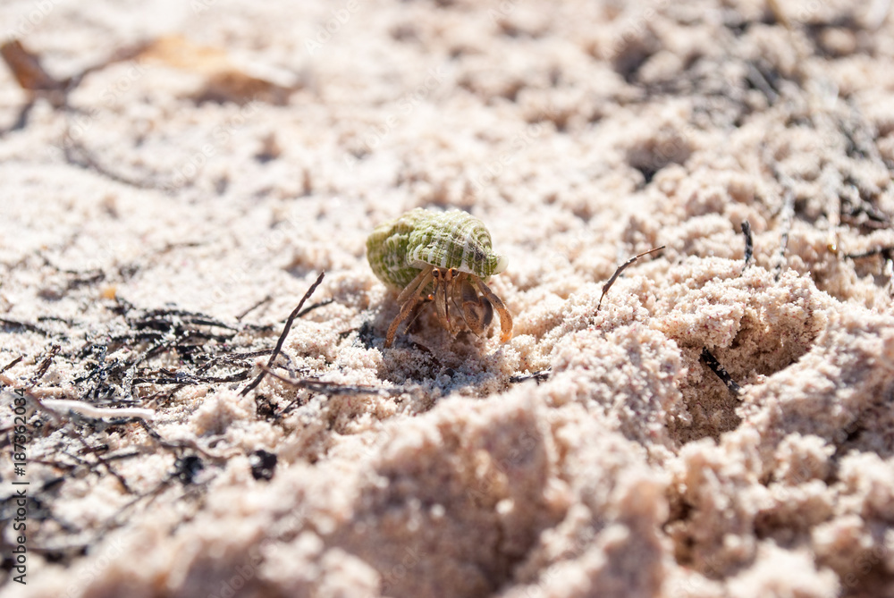 Crab in a light green shell. Shellfish on the beach hides in a shell.