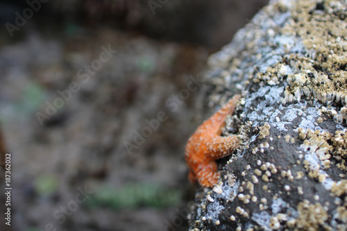Orange Starfish on Rock