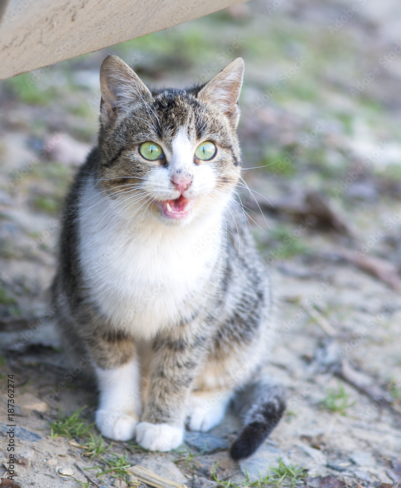 Cat on the street looking mad Cat on the street looking mad