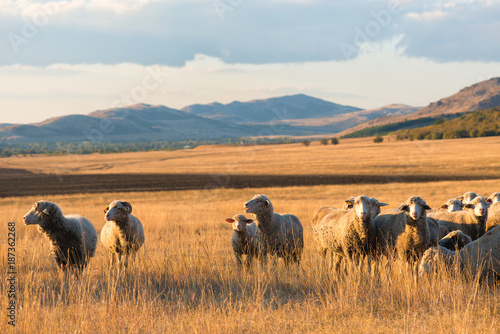 Flock of sheep at sunset © tutye