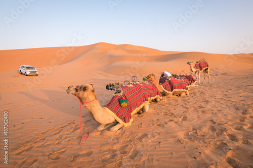 Camel ride in the desert.