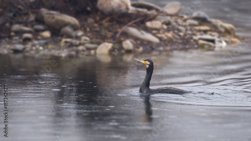 Cormorant in water