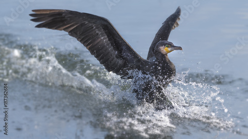 Cormorant in water