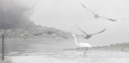 white heron in foggy and haze