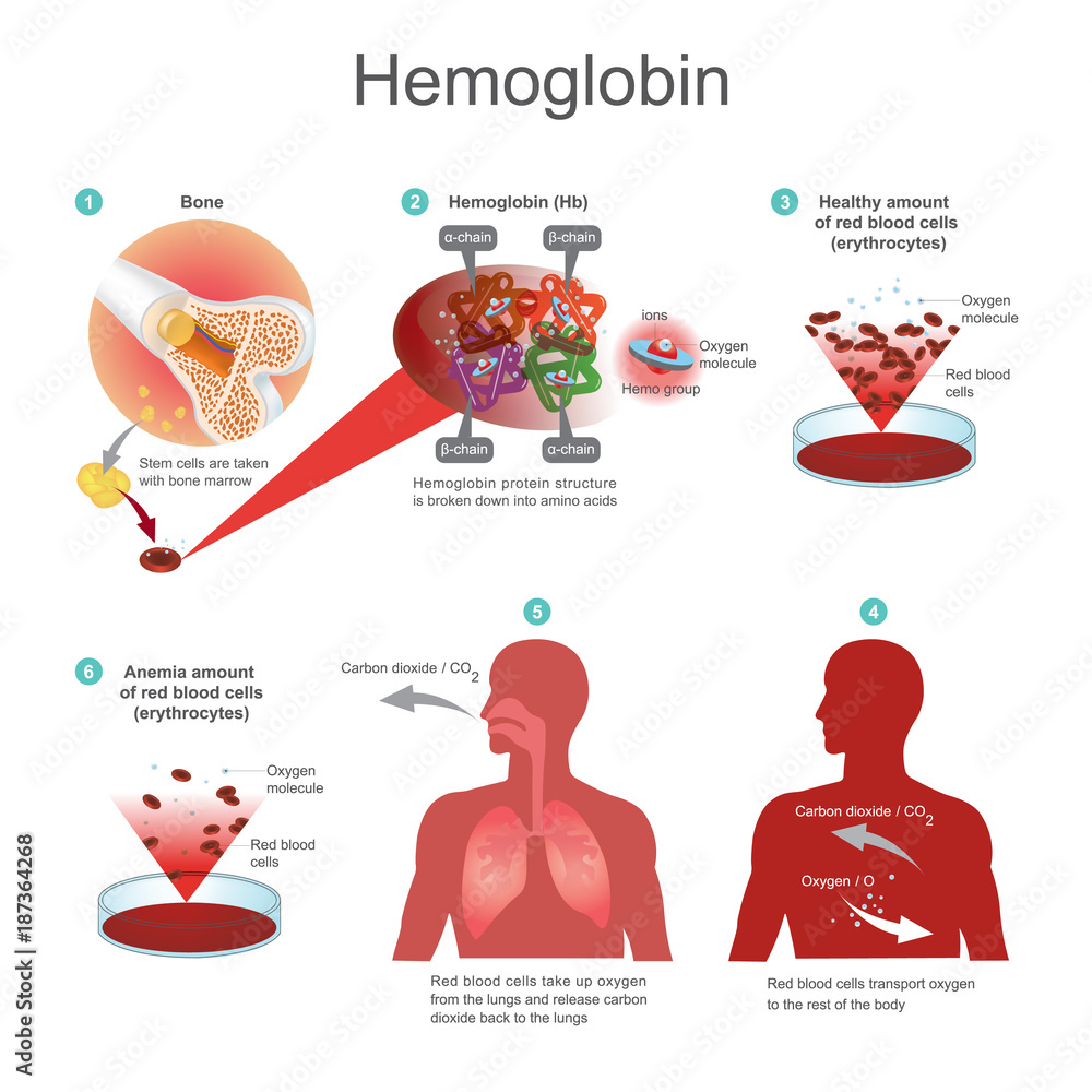 Red blood cells (erythrocytes) begins in the bone marrow. Red blood