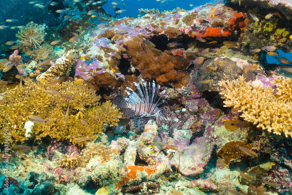 Obraz premium Bunte Unterwasserwelt der Malediven mit Korallen und einem Rotfeuerfisch