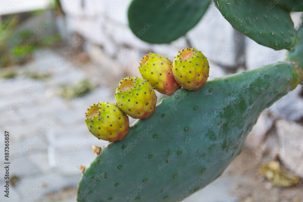 prickly pear