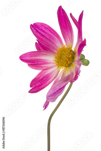 Fototapeta Naklejka Na Ścianę i Meble -  dahlia flower isolated