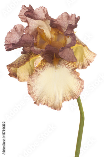 Fototapeta Naklejka Na Ścianę i Meble -  iris flower isolated