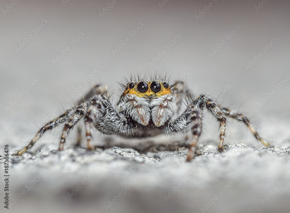 custom made wallpaper toronto digitalJumping spider detailed macro closeup - insect, arachinids and wildlife photography