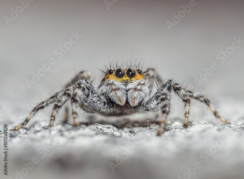 Wallpaper Mural Jumping spider detailed macro closeup - insect, arachinids and wildlife photography Torontodigital.ca