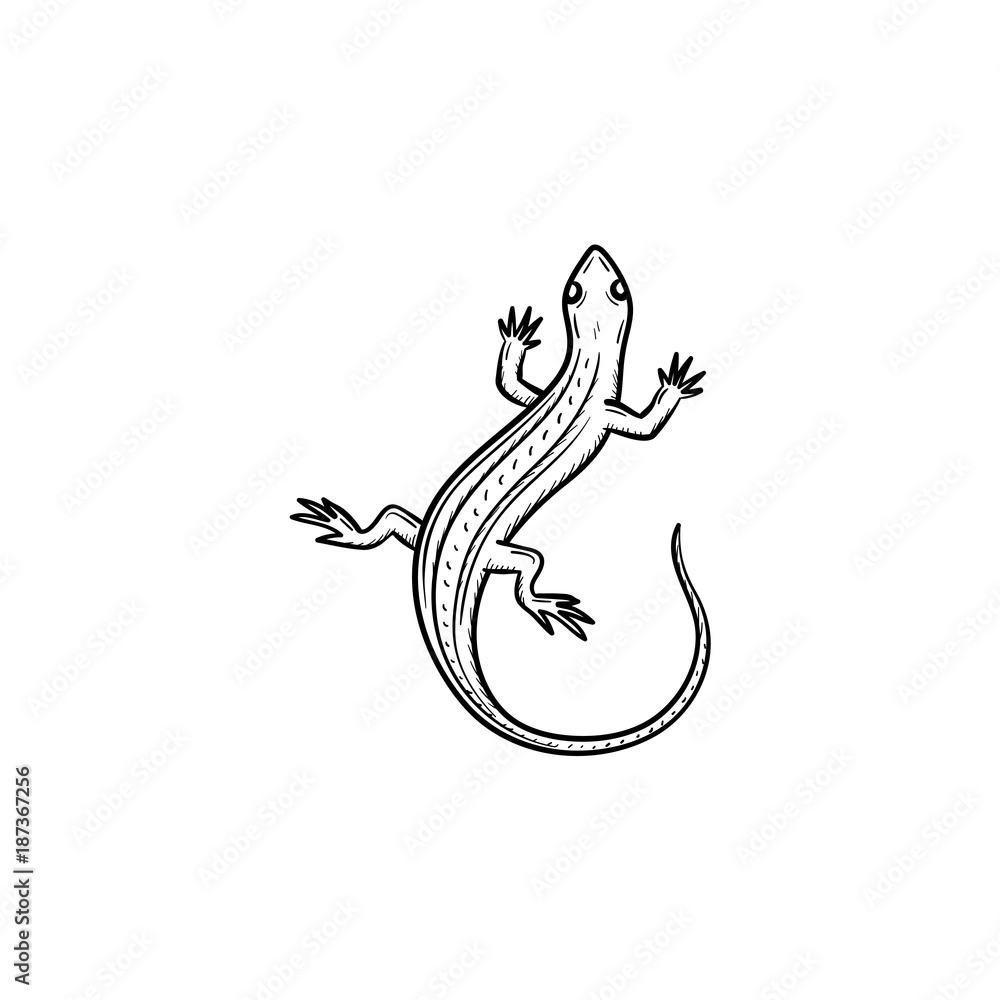 Fototapeta premium Vector hand drawn Salamander outline doodle icon. Salamander sketch illustration for print, web, mobile and infographics isolated on white background.