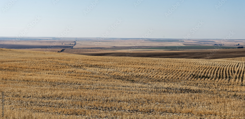Fototapeta premium Rolling golden hills of farmland in Washington State