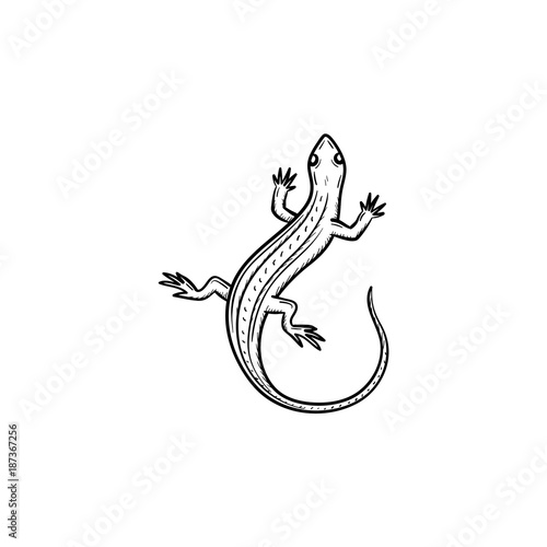 Vector hand drawn Salamander outline doodle icon. Salamander sketch illustration for print, web, mobile and infographics isolated on white background.