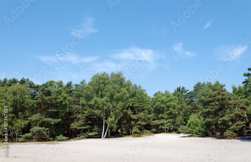 white sand and birch tree in fontainebleau forest © hassan bensliman