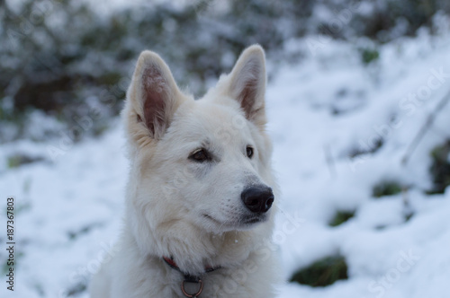White shepherd dog in snow - Berger Blanc Suisse