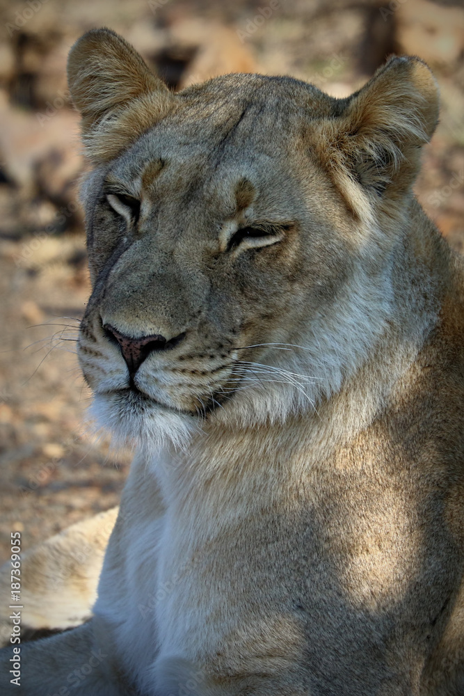 Fototapeta premium Close up of female lion in the Addo Elephant National Park, South Africa