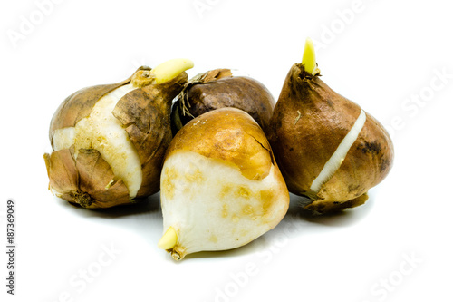 Fototapeta Naklejka Na Ścianę i Meble -  Tulpenzwiebel Tulpenzwiebeln blumenzwiebel blumenzwiebeln isoliert freigestellt auf weißen Hintergrund, Freisteller