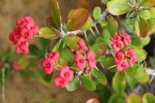 Euphorbia milii in the garden