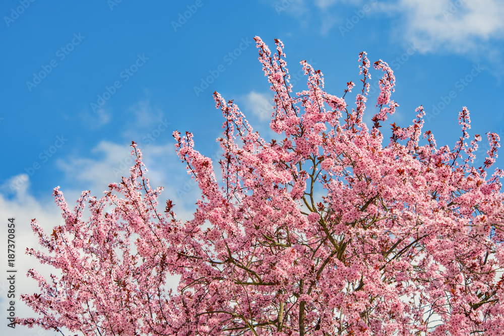 Japanischer Kirschbaum in voller Blüte im Frühling Stock Photo Adobe