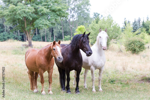 drei Pferde auf der Wiese in unterschiedlichen Fellfarben