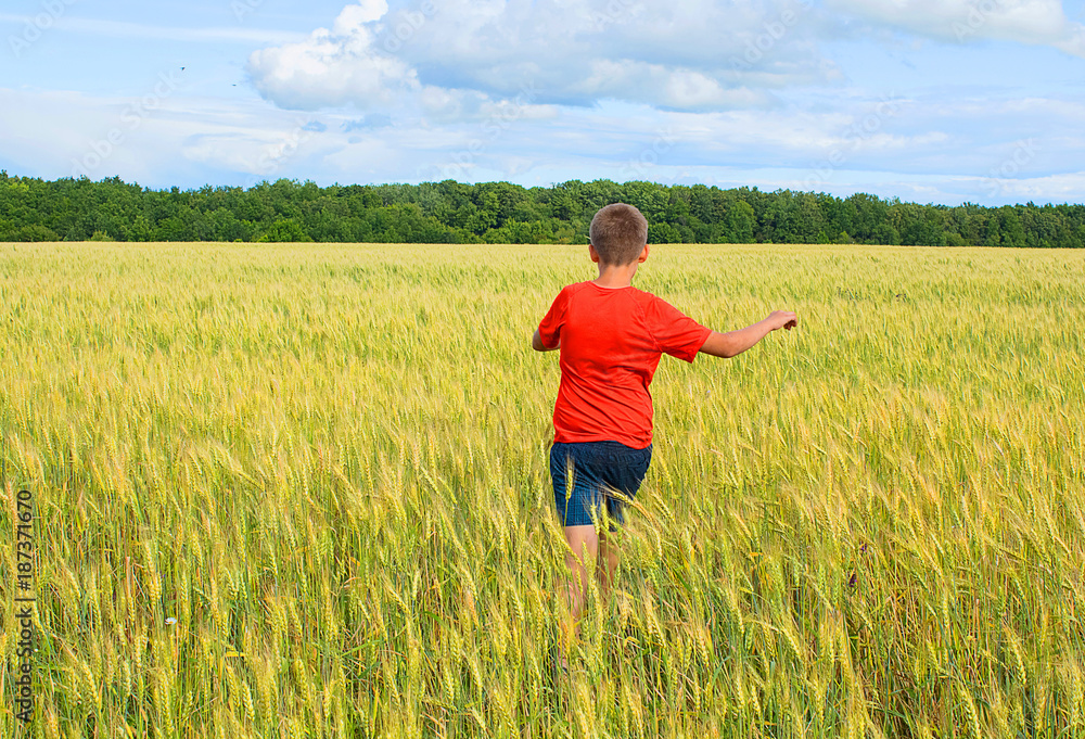 The boy runs across the field with wheat, with grain.  Beautiful blue sky, yellow field and cheerful boy view from be