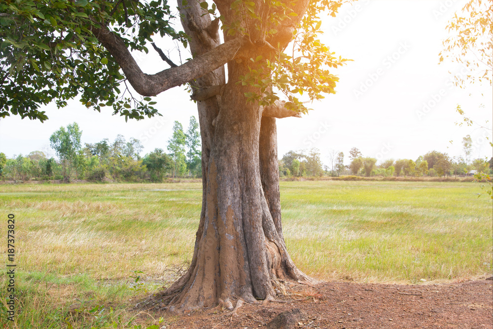 Fototapeta premium Tree with sunset nature landscape in rural background 