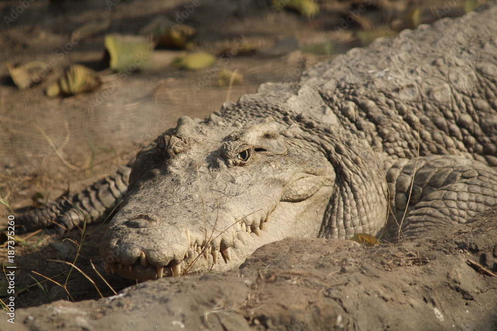 Obraz premium reptile