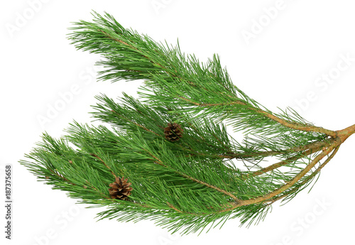 Fresh pine with cones, isolated without a shadow. Nature in details.