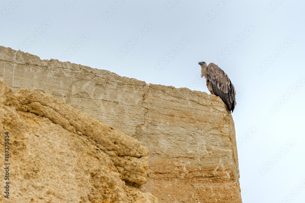 Fototapeta premium Griffon vulture sits on a rock. 